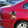 Autocollant Carpe Pêche pour voiture ou van